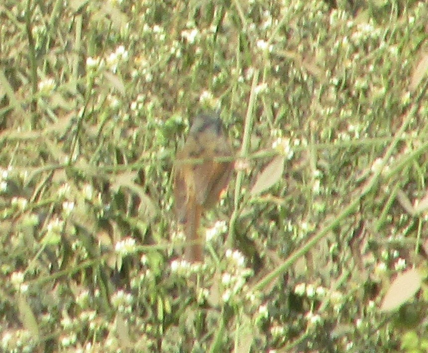 Prinia Cenicienta - ML647821481