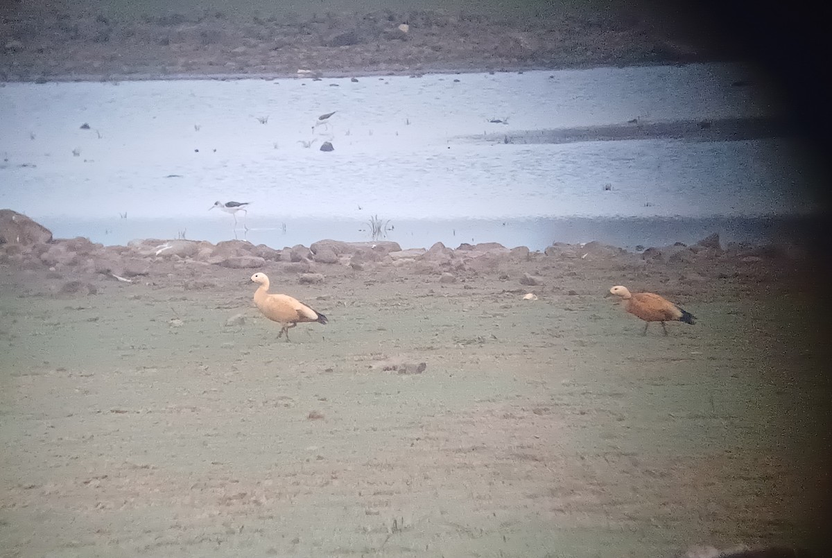 Tarro Canelo - ML647821482