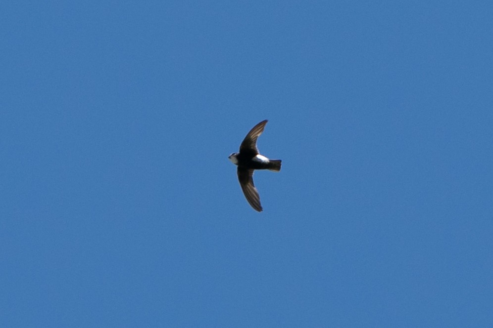 Vencejo Moro - ML647821483