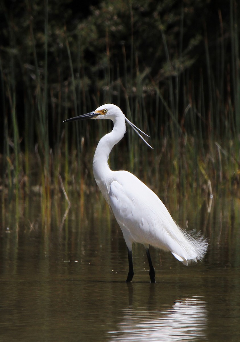 Garceta Común - ML647821484