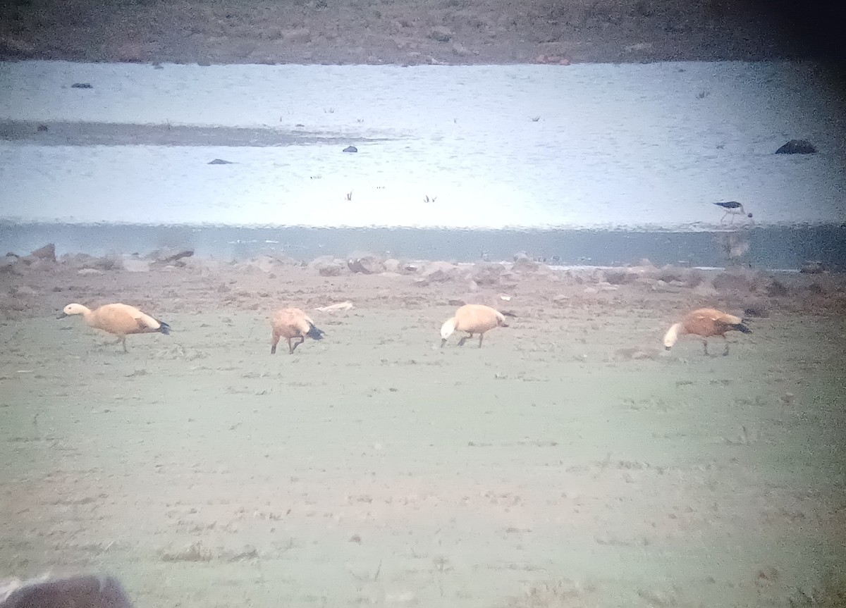 Tarro Canelo - ML647821485