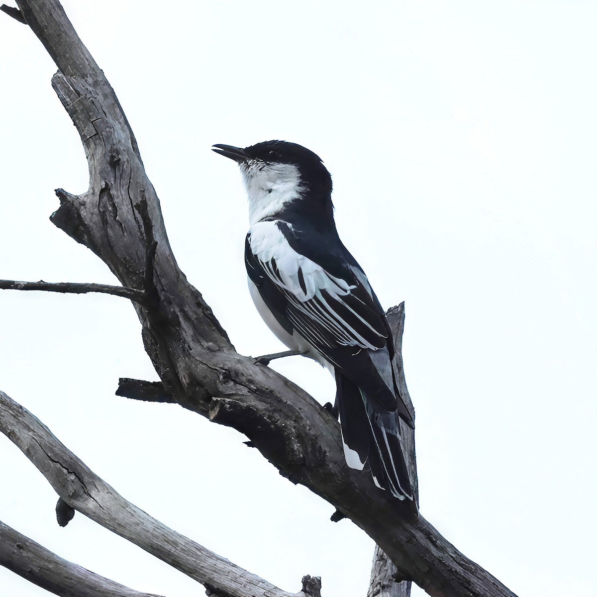 Oruguero Tricolor - ML647821487