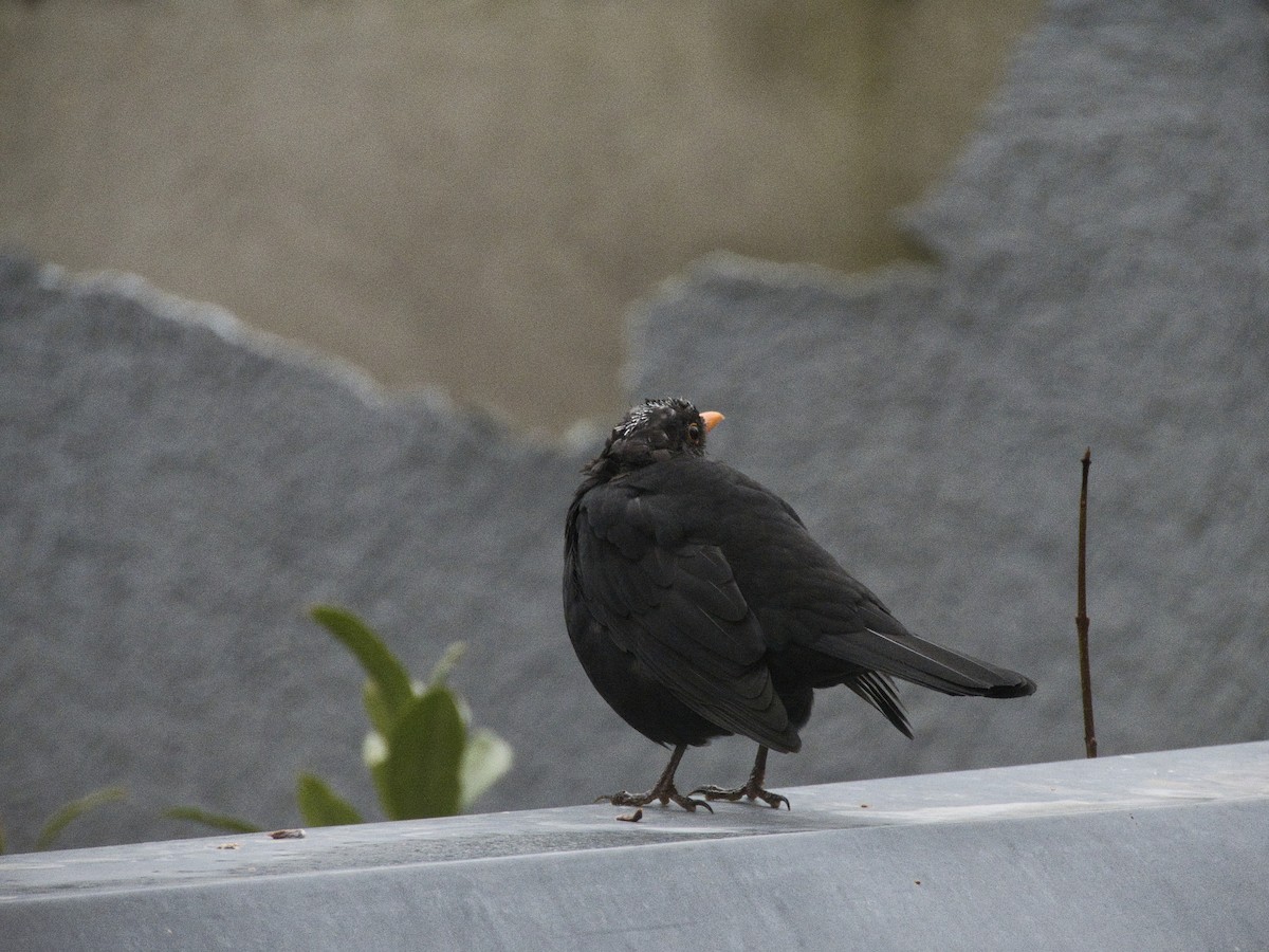 שחרור - ML647821488