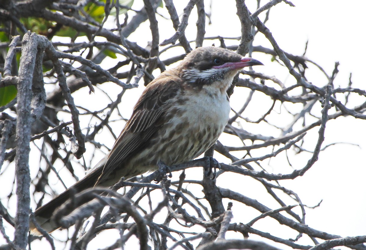 Spiny-cheeked Honeyeater - ML647821489