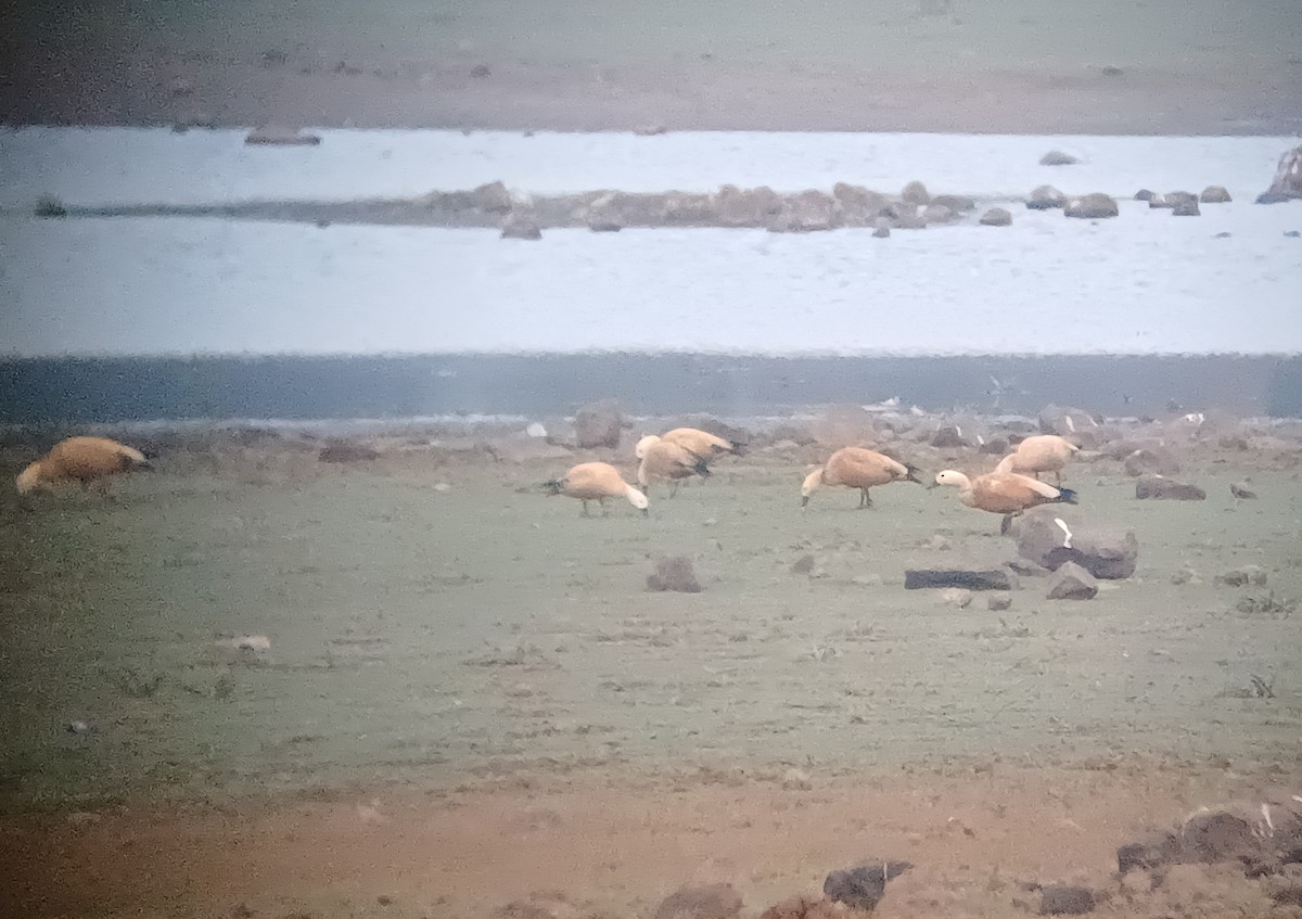 קזרקה חלודית - ML647821490