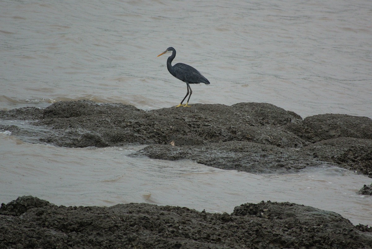 לבנית ים-סוף - ML647821491