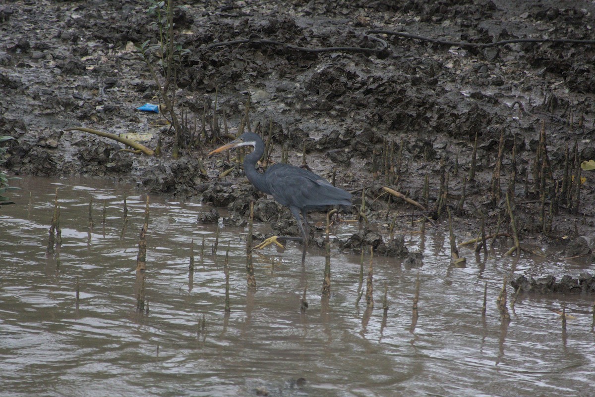 לבנית ים-סוף - ML647821492
