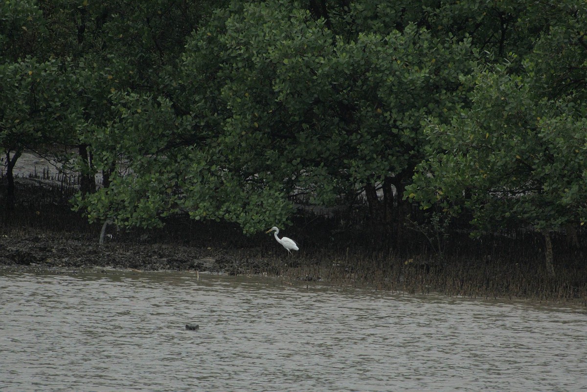 לבנית גדולה - ML647821493
