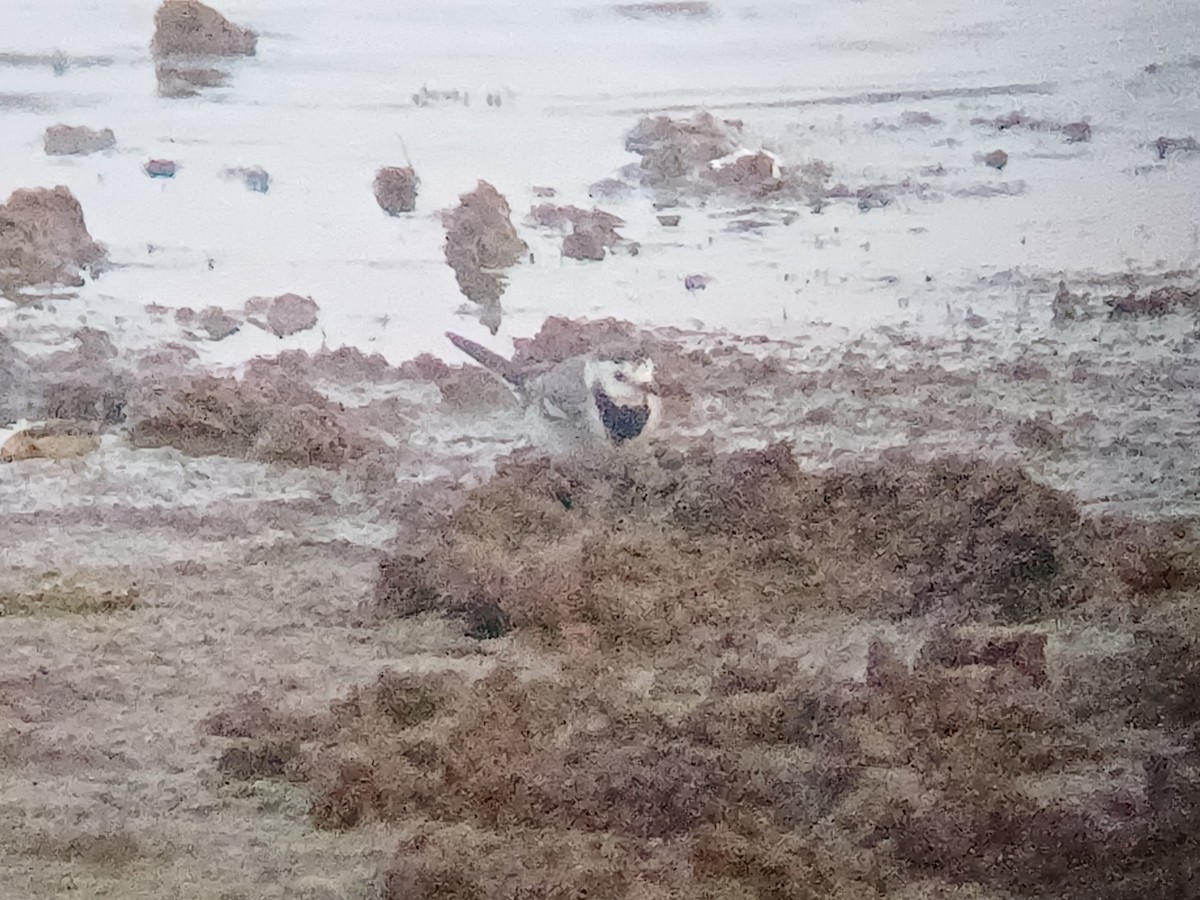 נחליאלי לבן - ML647821495