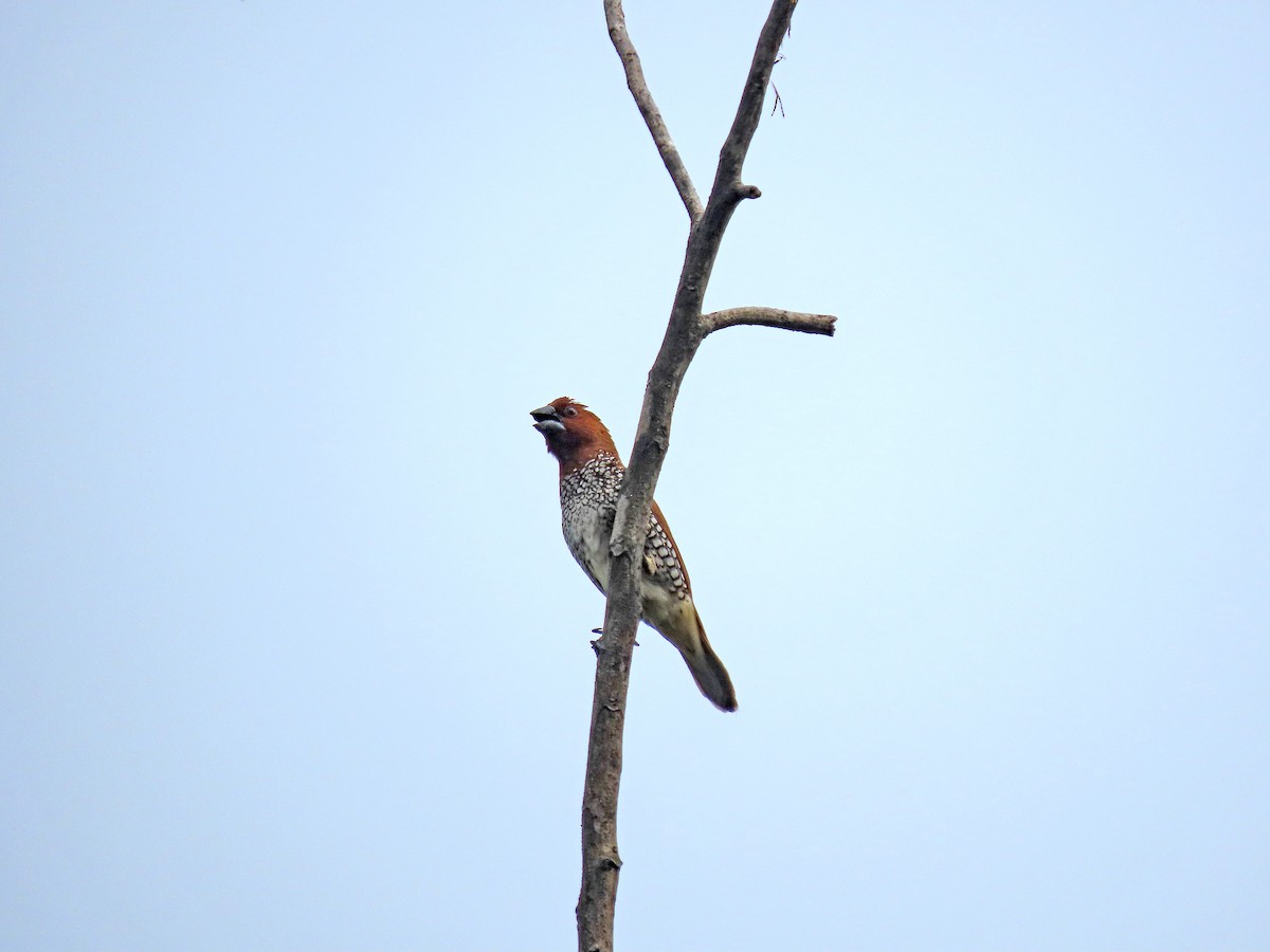 מוניה מפוספסת-חזה - ML647821496