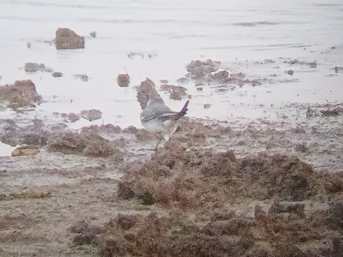 נחליאלי לבן - ML647821498