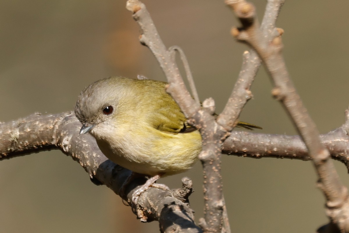 Green Shrike-Babbler - ML647821499