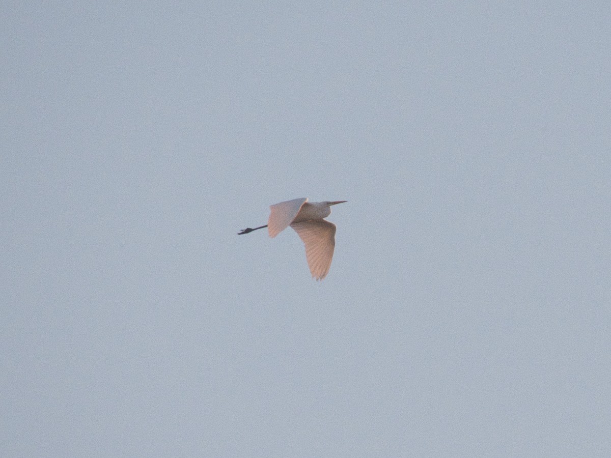 לבנית גדולה - ML647821503