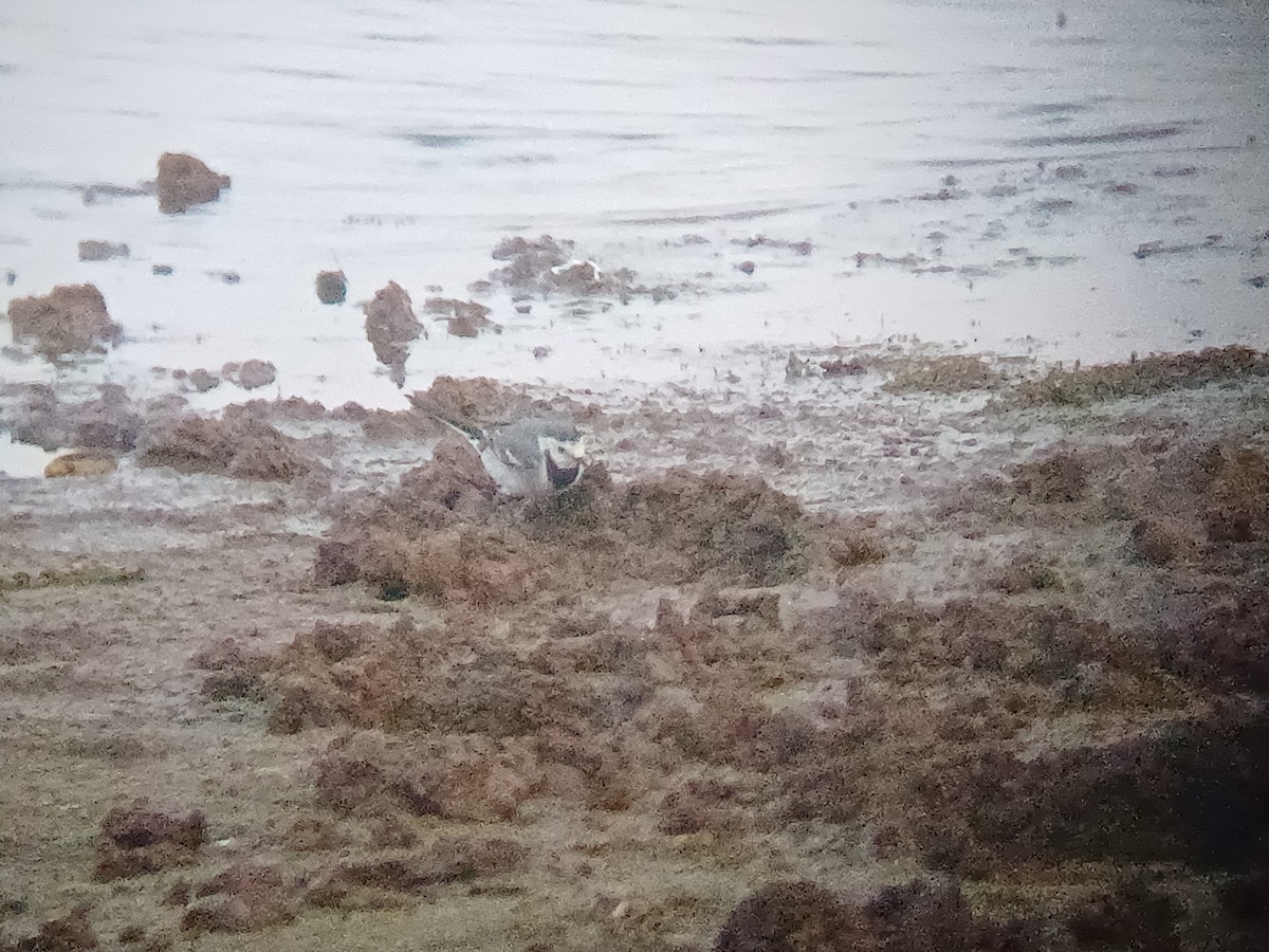 נחליאלי לבן - ML647821504