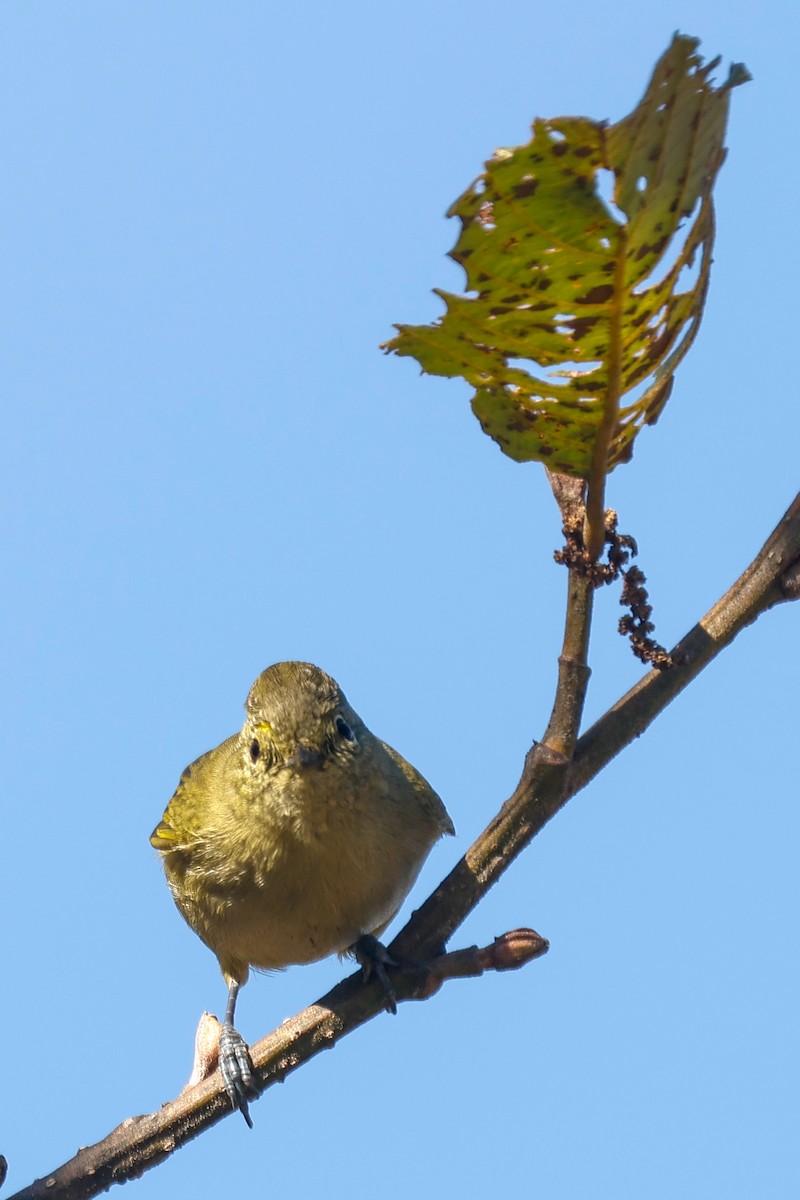 Yellow-browed Tit - ML647821505