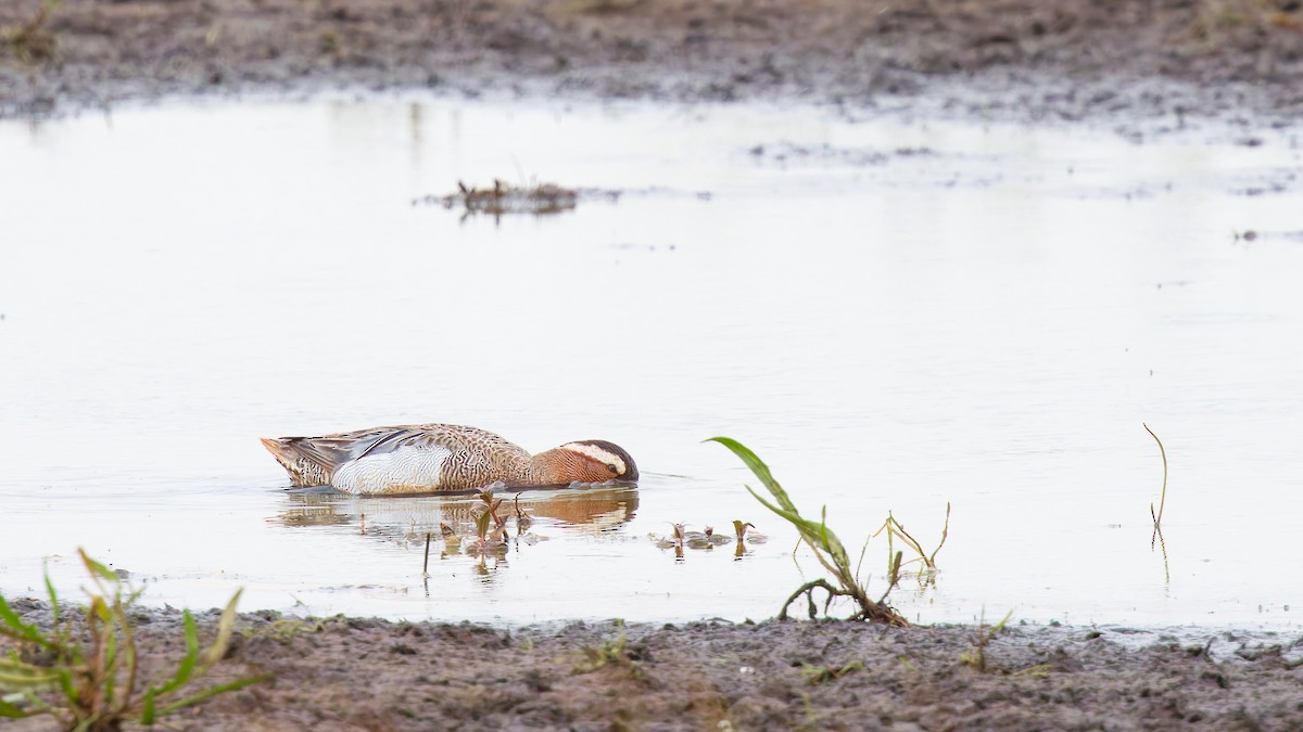 קרקיר - ML647821506
