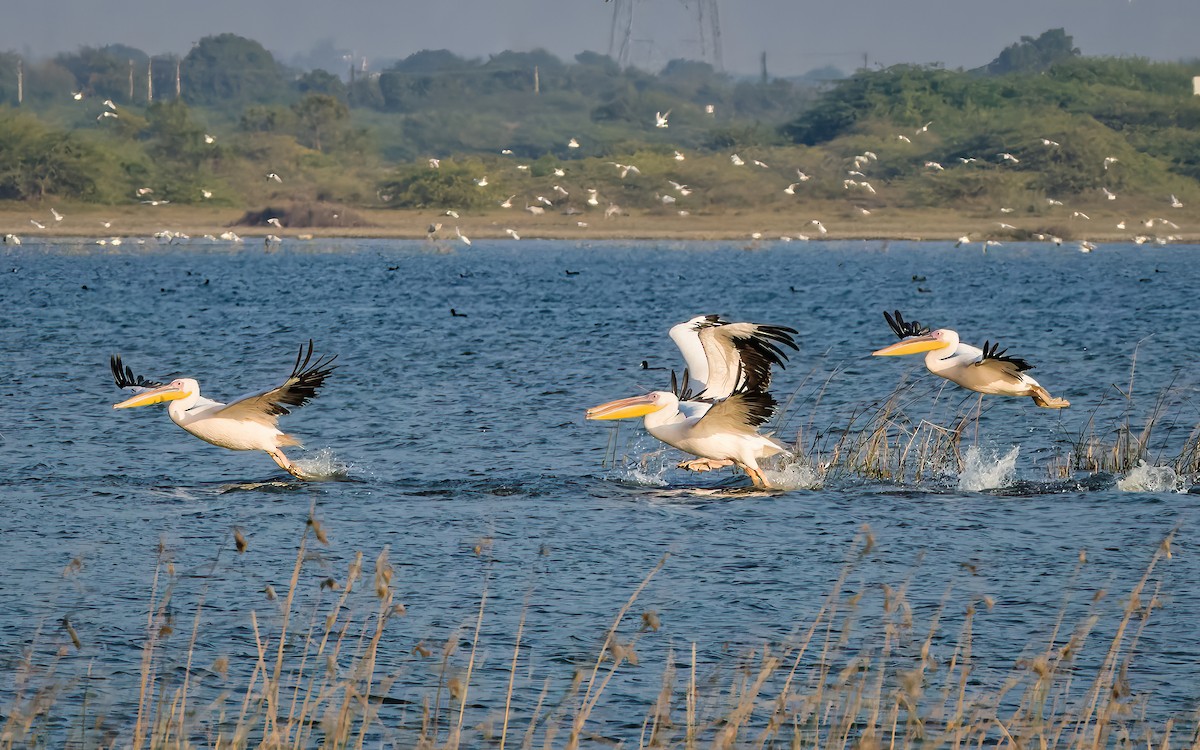 שקנאי מצוי - ML647821507