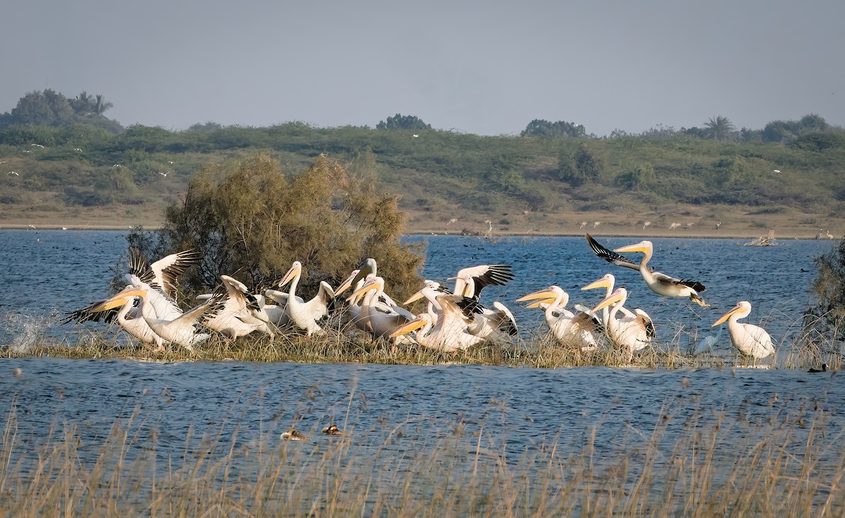 שקנאי מצוי - ML647821508