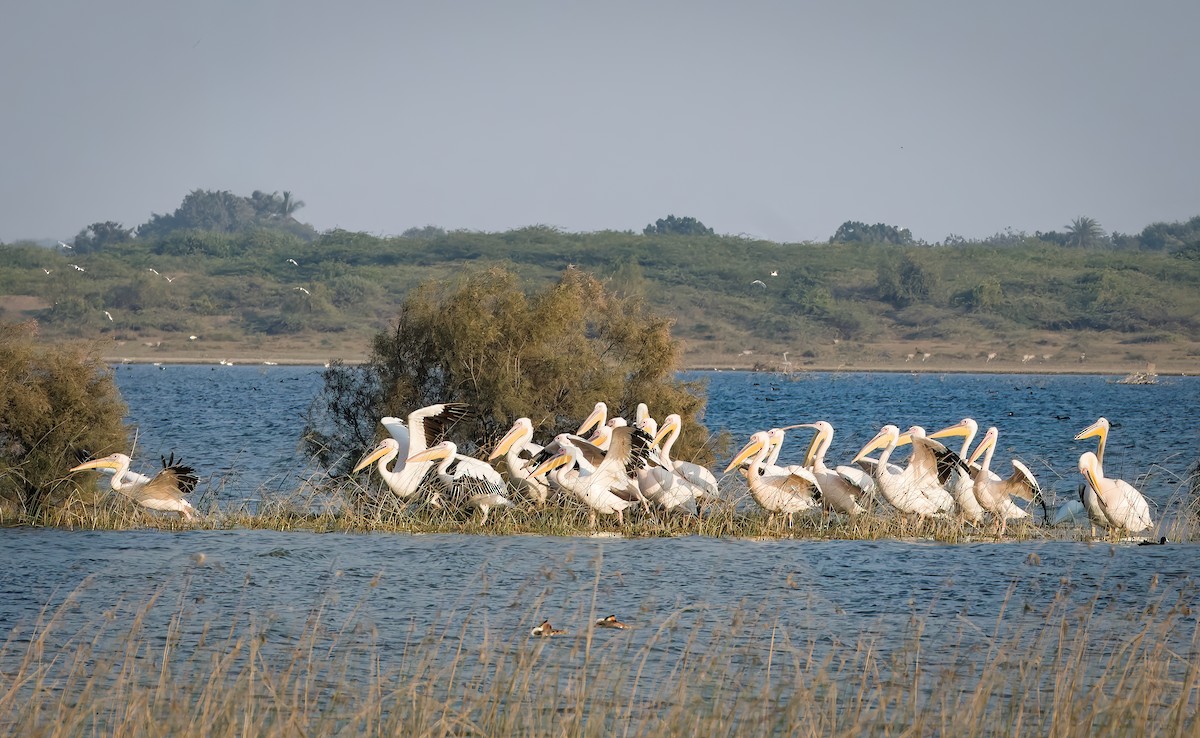שקנאי מצוי - ML647821509
