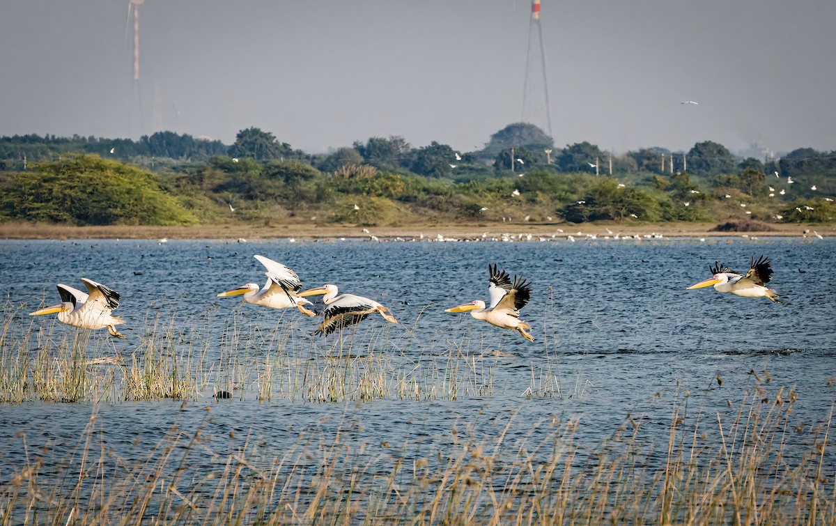 שקנאי מצוי - ML647821510
