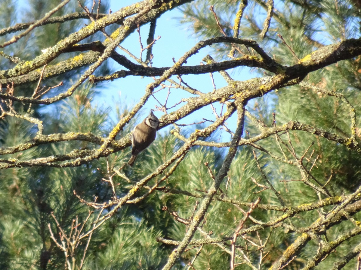 ירגזי מצויץ - ML647821512