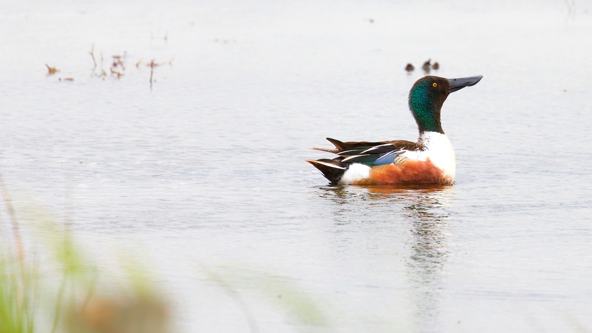 מרית צפונית - ML647821513