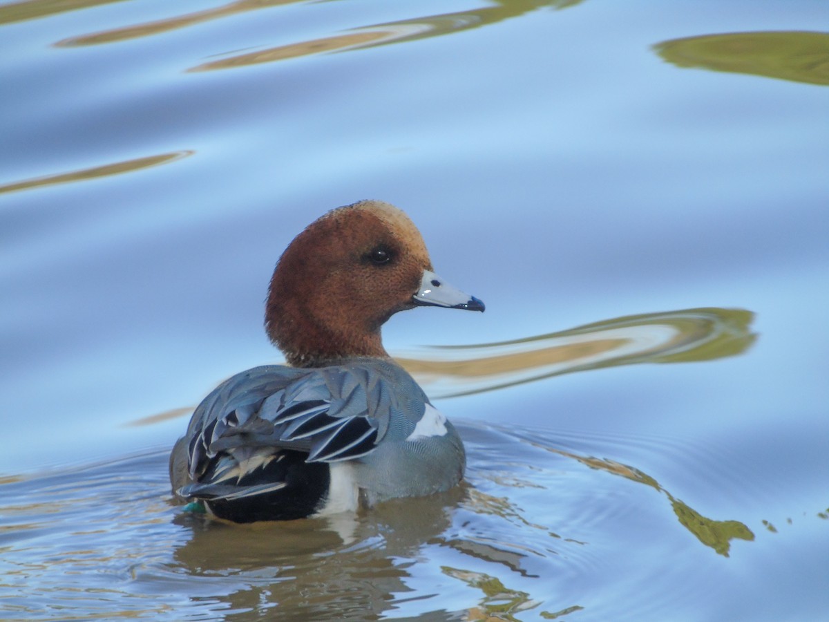 ברווז צהוב-מצח - ML647821514