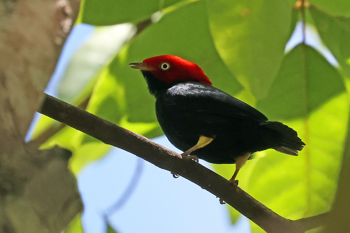 Round-tailed Manakin - ML647821515