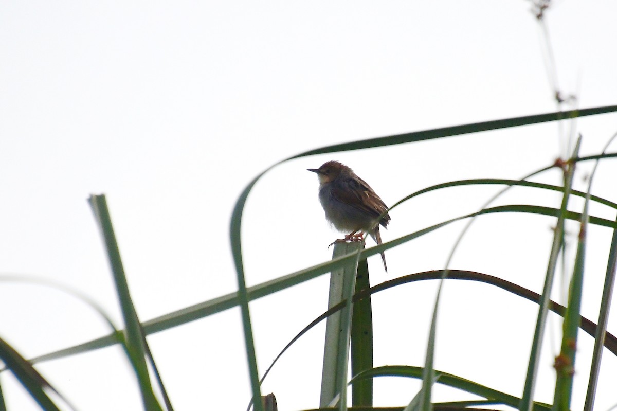 Winding Cisticola - ML647821516