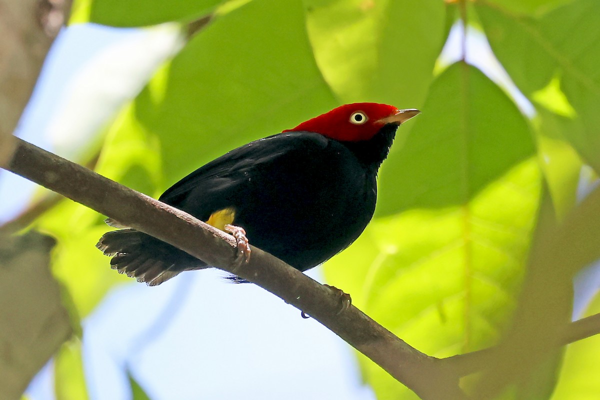 Round-tailed Manakin - ML647821518
