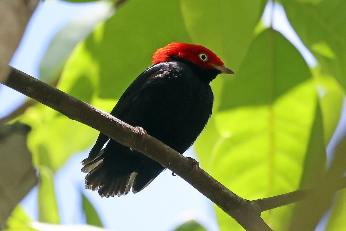 Round-tailed Manakin - ML647821520