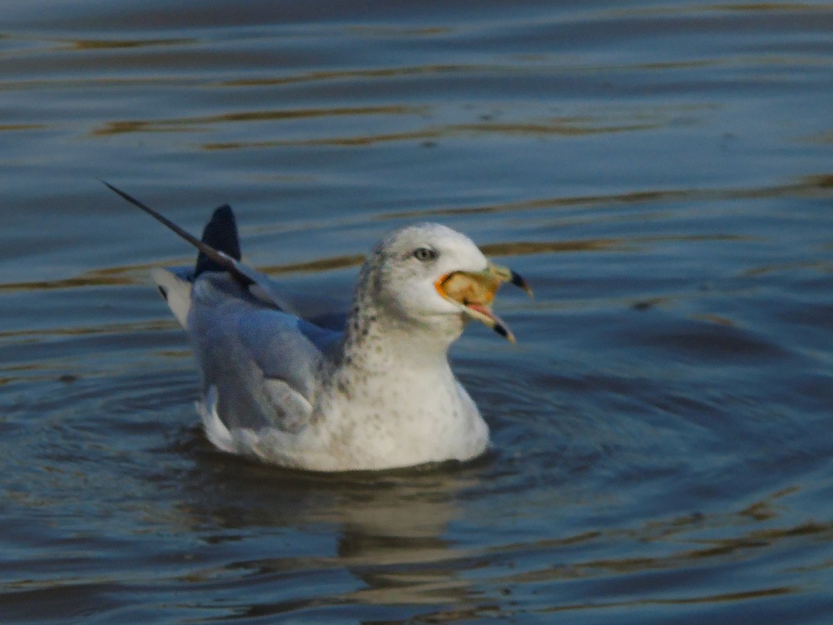 שחף עקוד-מקור - ML647821522