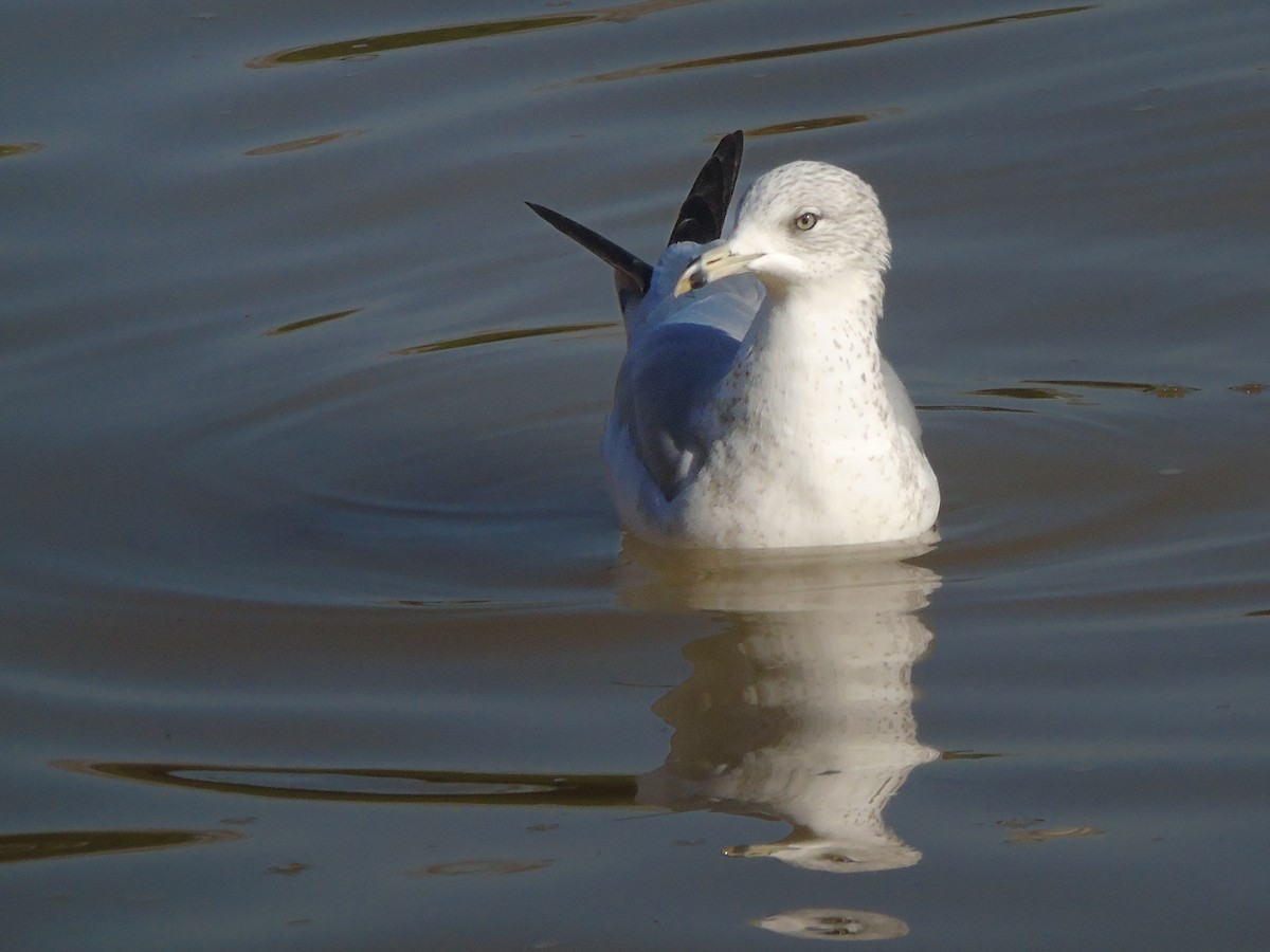 שחף עקוד-מקור - ML647821523