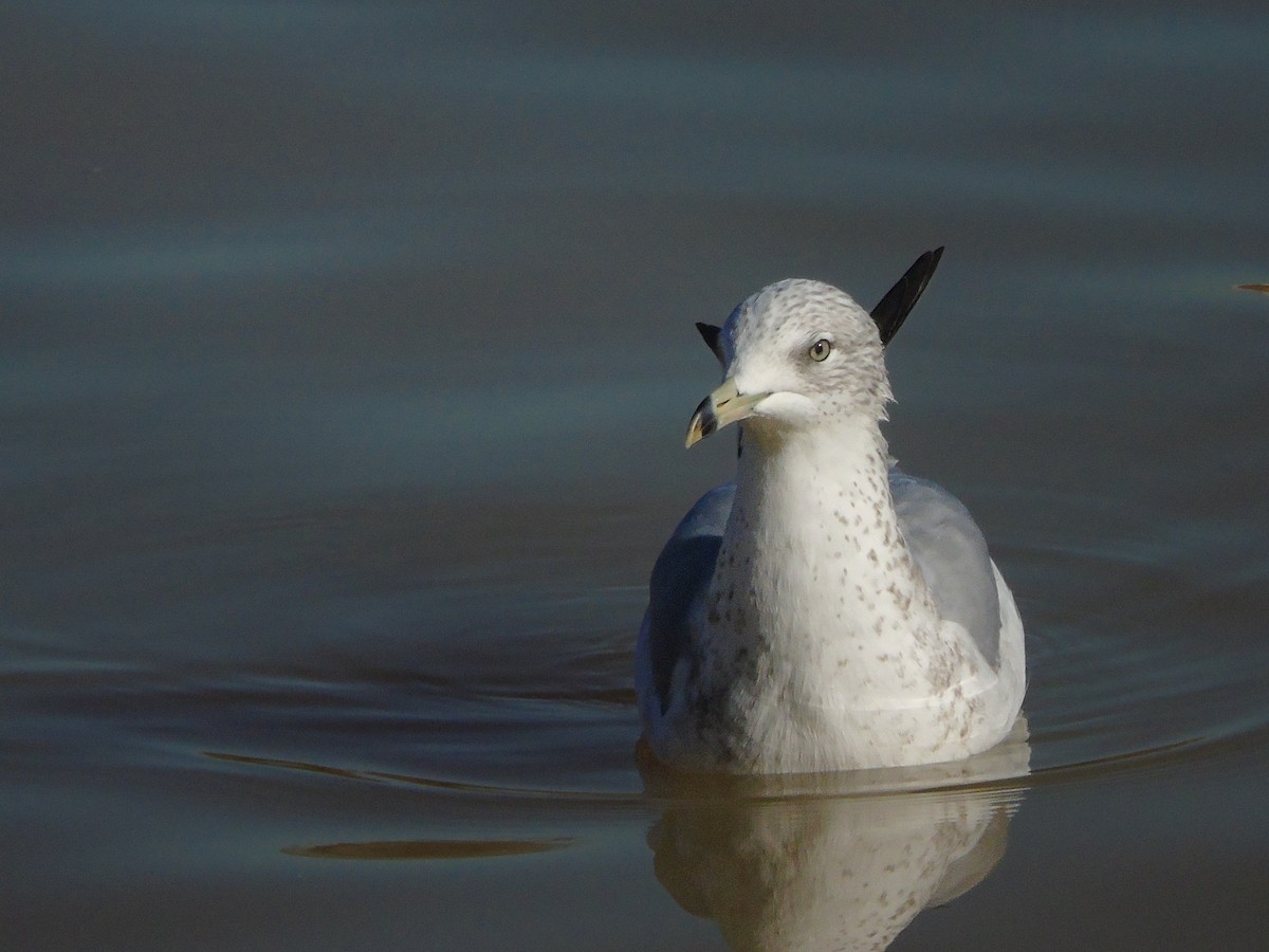 שחף עקוד-מקור - ML647821524