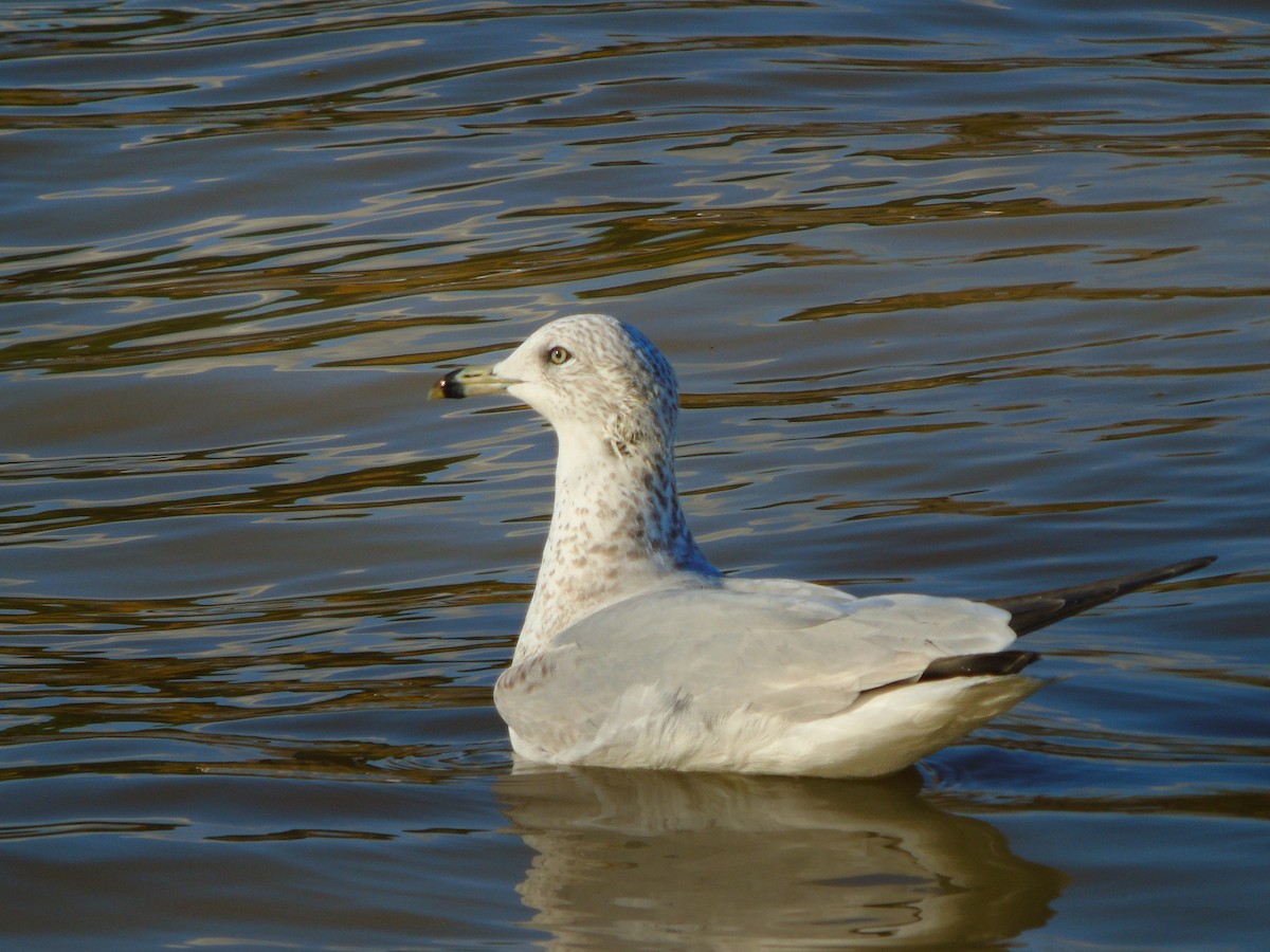 שחף עקוד-מקור - ML647821525