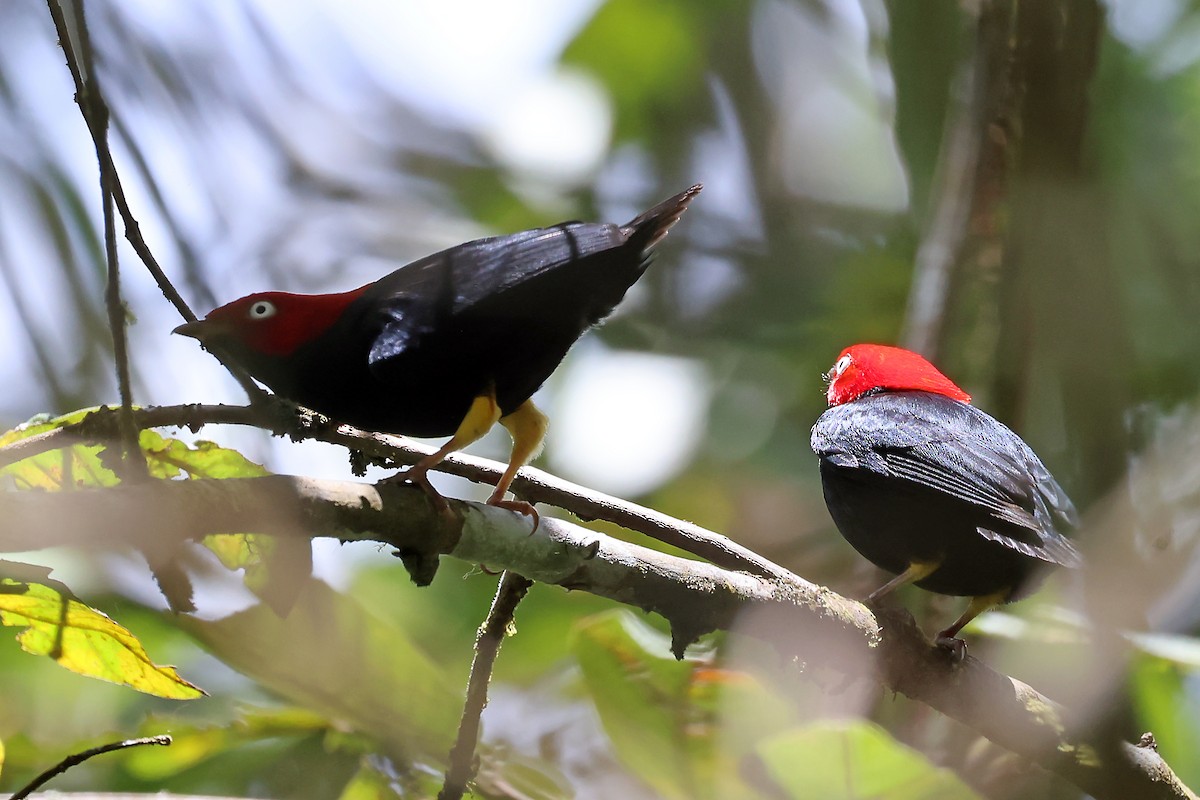 Round-tailed Manakin - ML647821537