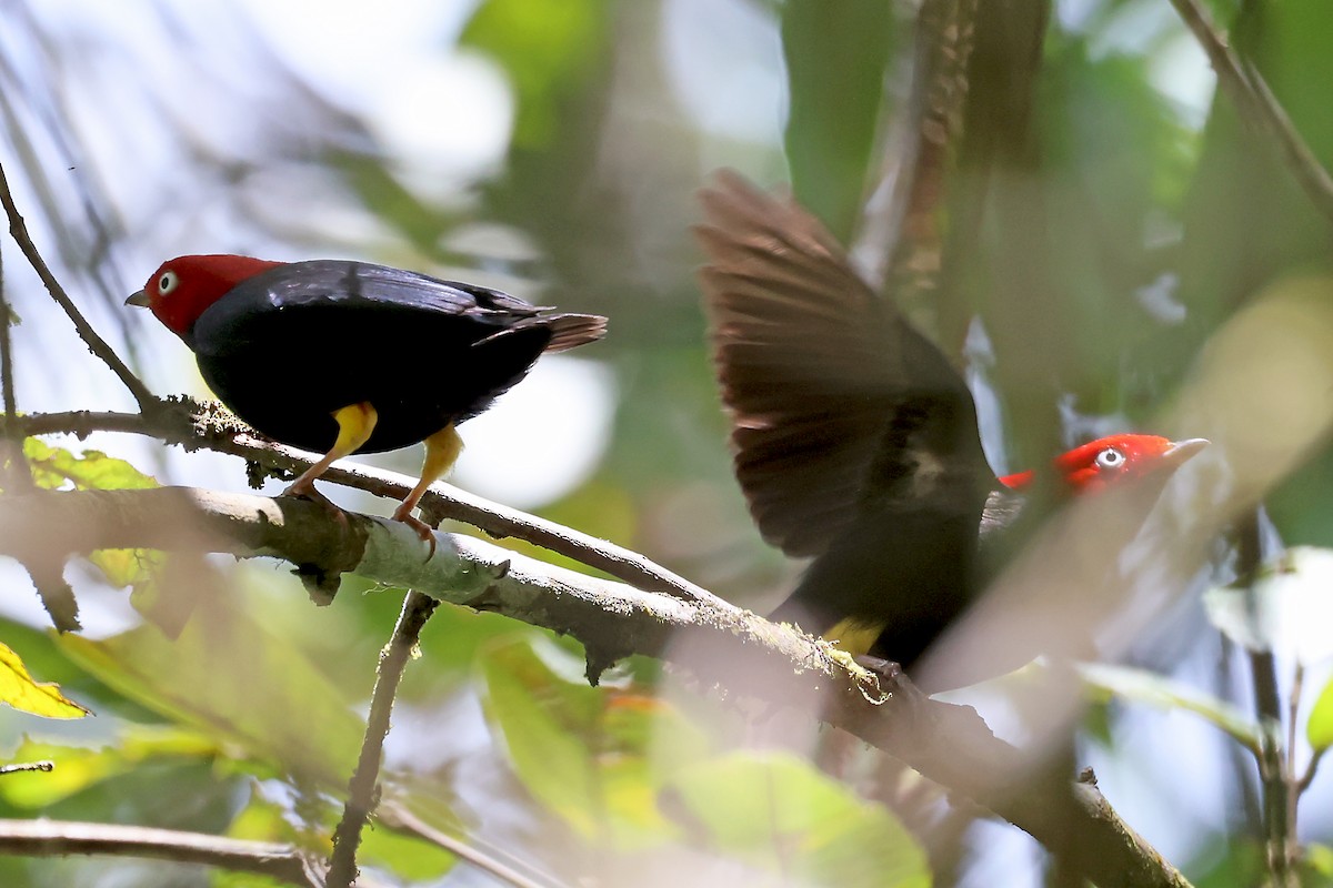 Round-tailed Manakin - ML647821540
