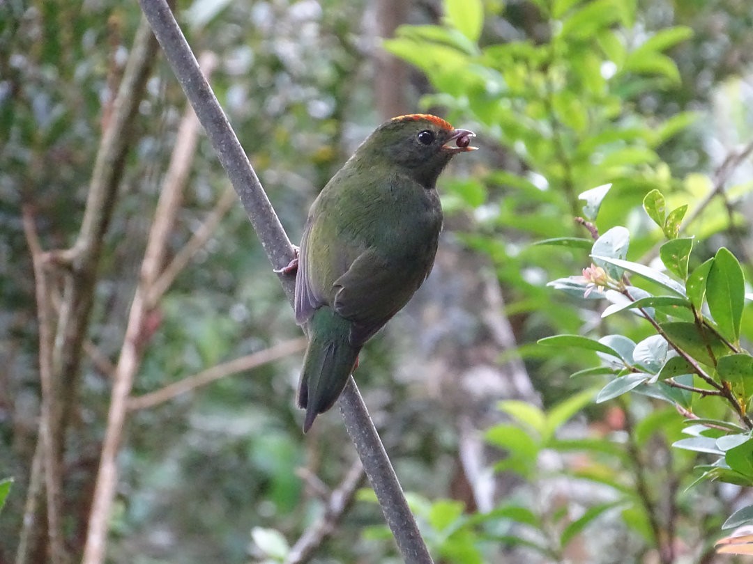 Swallow-tailed Manakin - ML647821543