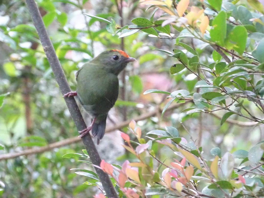 Swallow-tailed Manakin - ML647821544