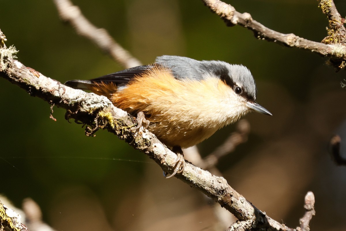 White-tailed Nuthatch - ML647821545