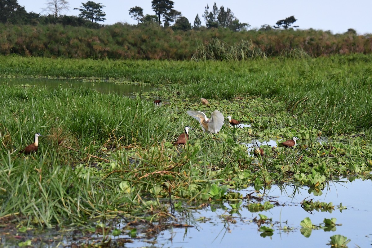 Squacco Heron - ML647821546