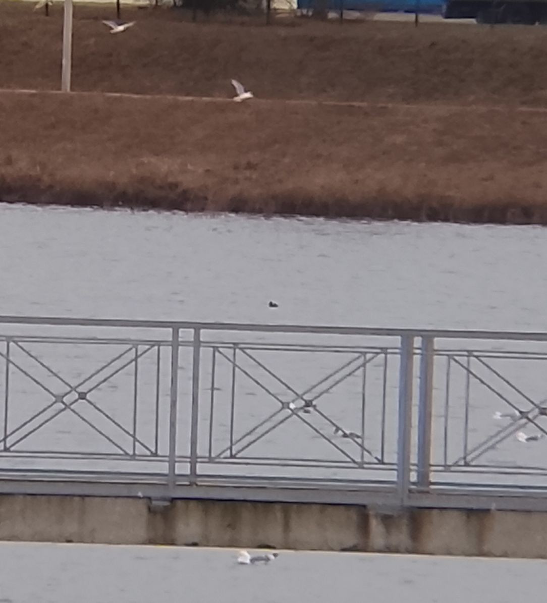 Common Scoter - ML647821550