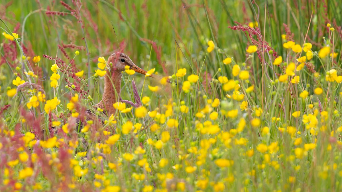 Black-tailed Godwit - ML647821551