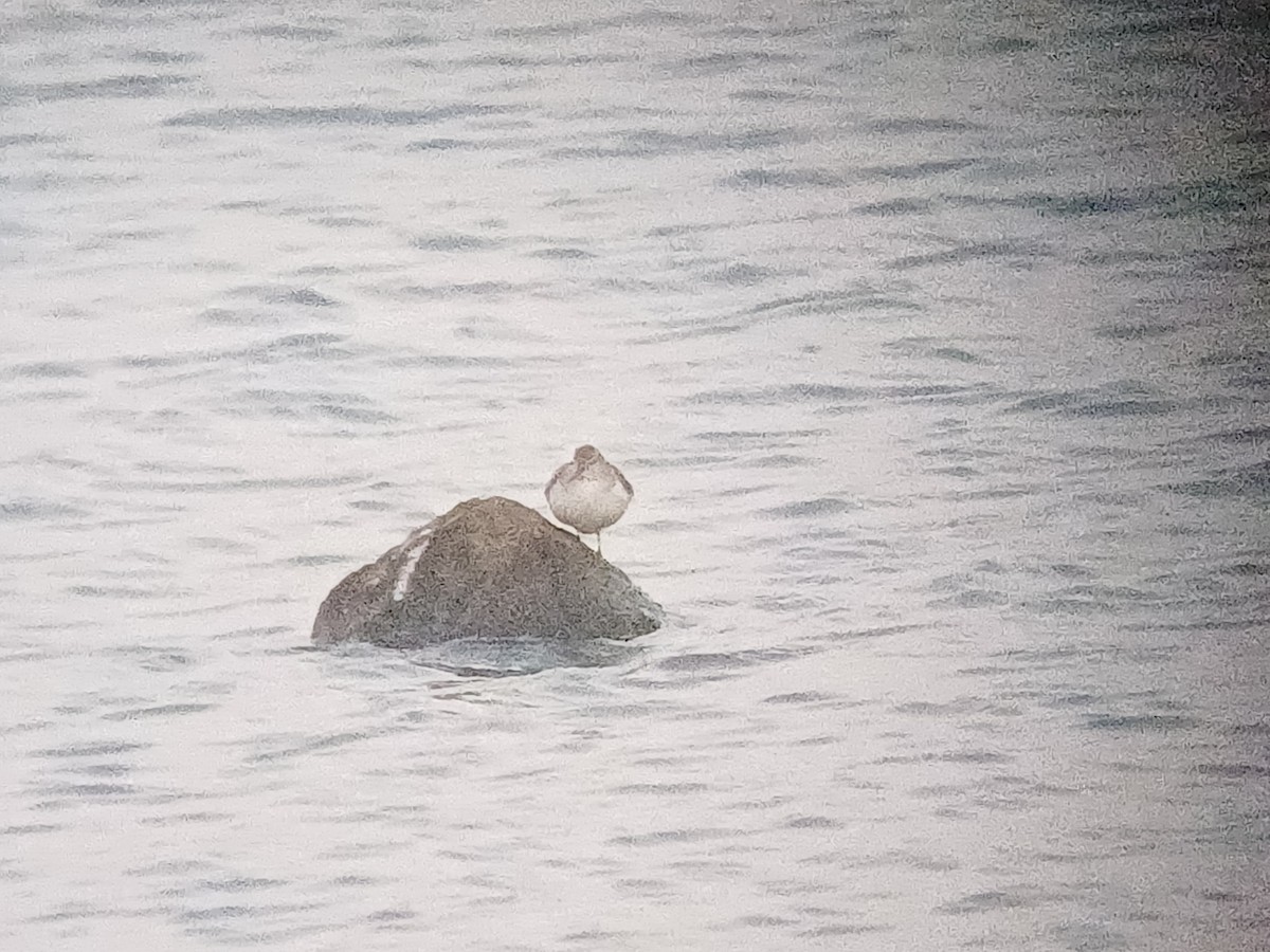 Common Sandpiper - ML647821553