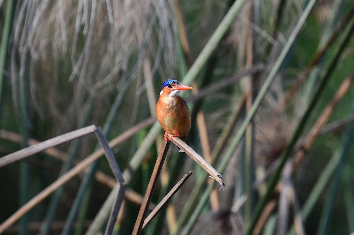 Malachite Kingfisher - ML647821555
