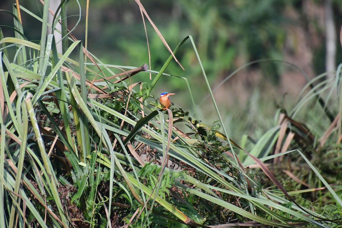 Malachite Kingfisher - ML647821556