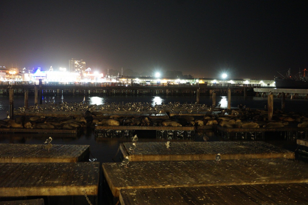 Western Gull - ML647821557