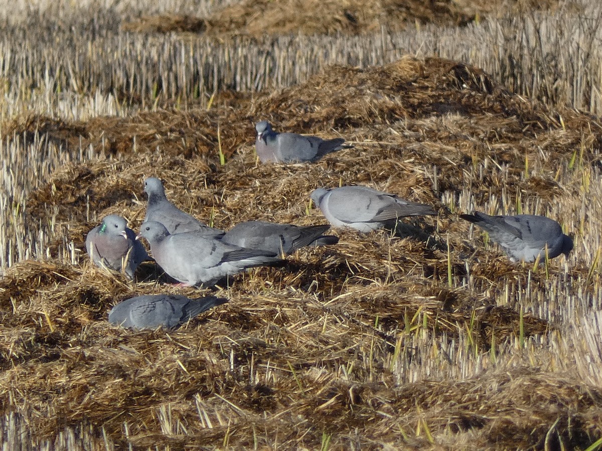 Stock Dove - ML647821558