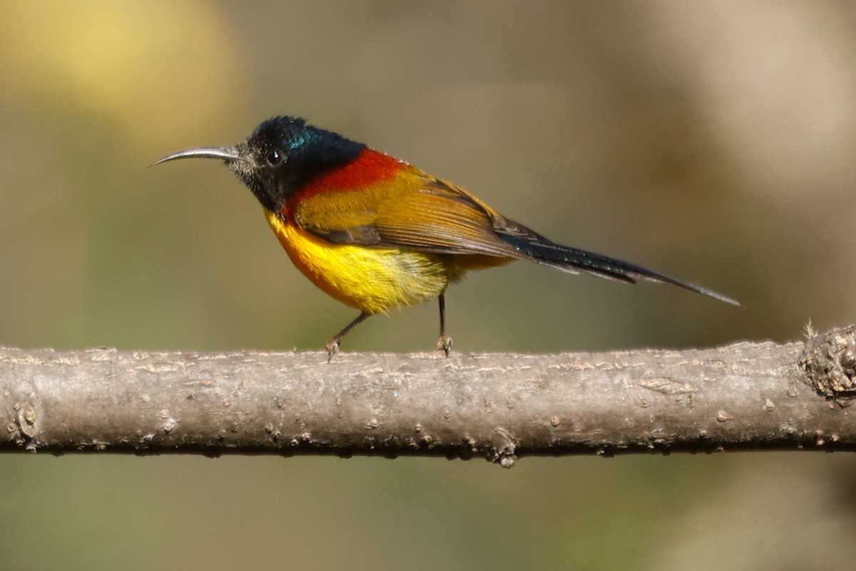 Green-tailed Sunbird (Green-tailed) - ML647821559