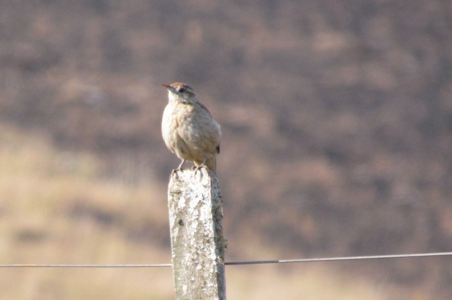 Firewood-gatherer - ML647821561